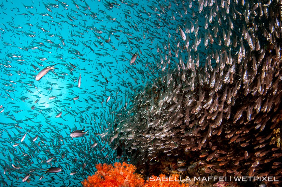 A school of glass fish swim fast around a soft corals block.