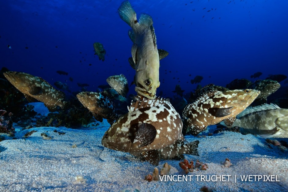 Camouflage grouper (*Epinephelus polyphekadion*) Agression during the annual aggregation.