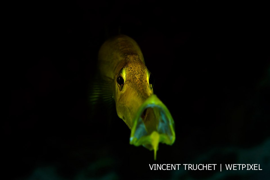 Trumpet fish (*Aulostomus maculatus*). 
I was waiting a long long time in front of this fish to get this picture.