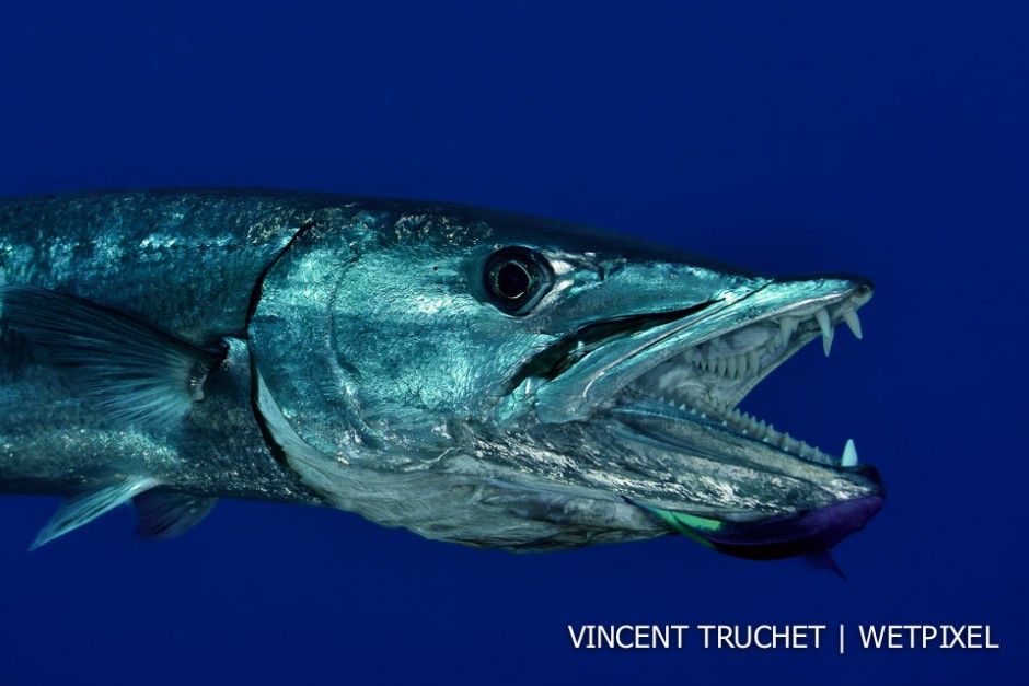 Great barracuda (*Sphyraena barracuda*). A huge barracuda open its mouth to let a cleanerfish do its job.
