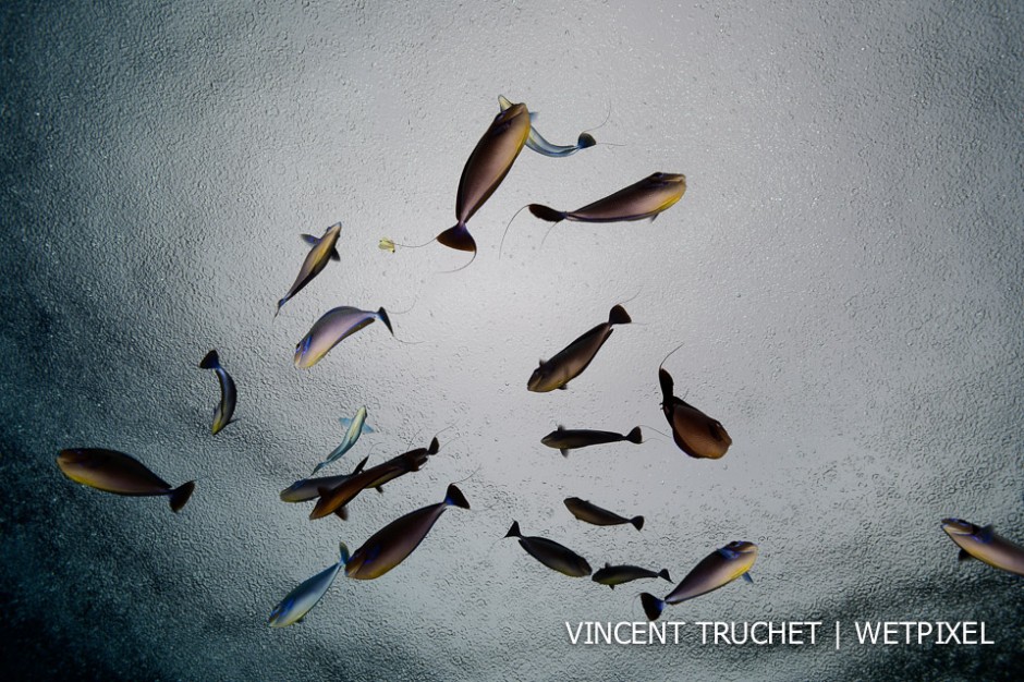 Vlaming's Unicornfish(*Naso vlamingi*). No wind and raining, it's the perfect moment to take a picture of the surface. A school of fish between me and the surface and the game is over!