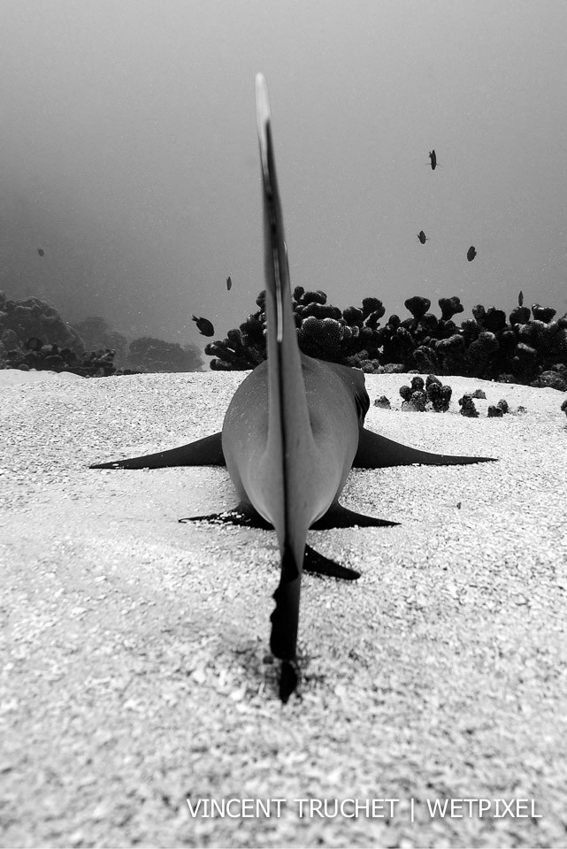 Coral shark (*Triaenodon obesus*). I am always trying to find new angles for my pictures. I think this one is really interesting. The shark look like a fighter plane.
