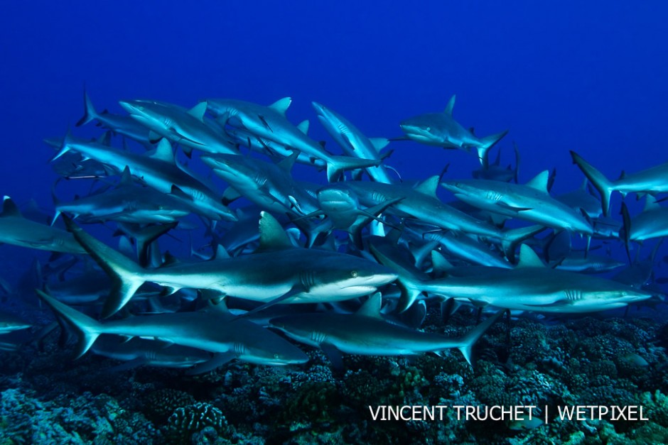 Grey reef shark (*Carcharhinus amblyrhinchos*). A school of grey shark trying to catch a fish hidden in the coral.