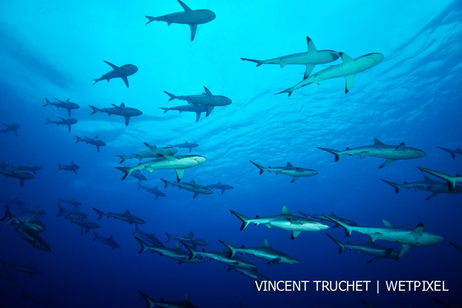 Grey reef shark (*Carcharhinus amblyrhinchos*). A school of grey shark in the blue.