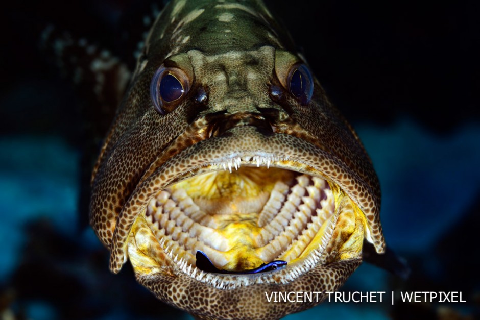 Camouflage grouper (*Epinephelus polyphekadion*). A cleaner fish take a break in the grouper's mouth during cleaning work.
