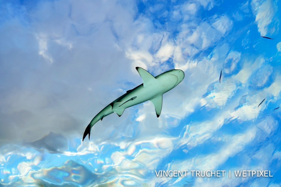 Blacktip shark (*Carcharhinus melanopterus*). At the end of the dive, a blacktip comes between the surface and me. The water was very calm that day so we can see the cloud through the surface.