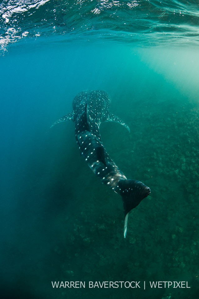 Early Morning Cruiser – whale sharks slowly swim up to the shallows and follow the shoreline in search of food.