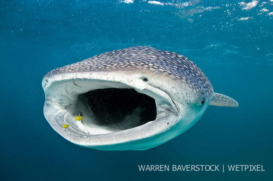 Coming To The Surface In Search Of Food – Out of no-where a whale shark manages to sniff down a small cloud of plankton.