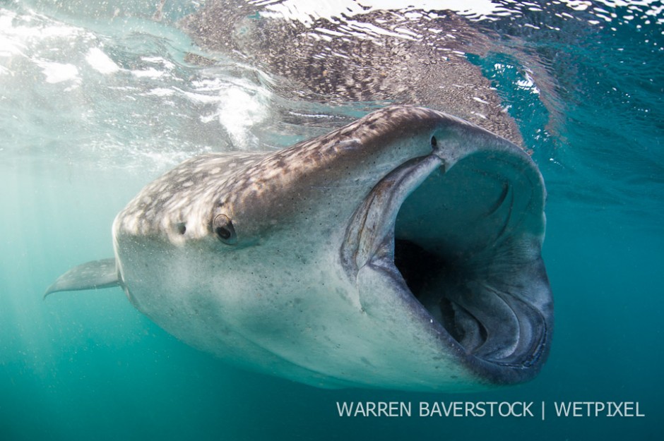 Looking For Food – As small clouds of plankton is drawn to the surface so the whale sharks aggregate, circling tightly to try and consume as much of the food as possible.