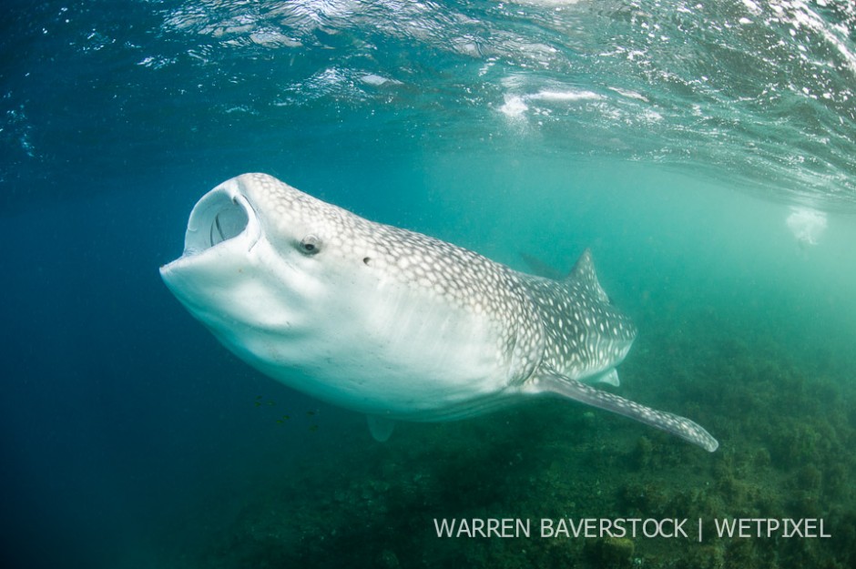 Work Those Gills – In a stationary position a whale shark flaps its gills in an attempt to consume the small cloud of plankton.