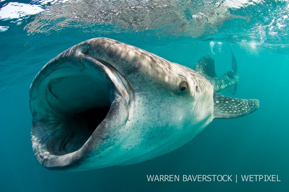 Example of a Ram Feeding Whale Shark – in attempt to consume as much food a possible, sharks ram feed and considerable speed.