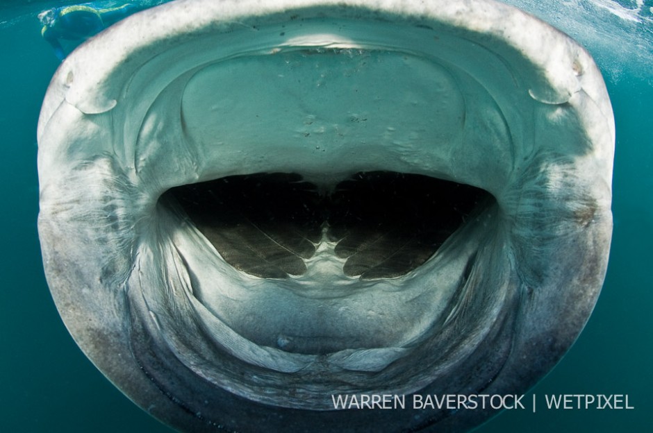Open Wide – oblivious to the researchers in the water, the sharks will often surprise you by getting extremely close.