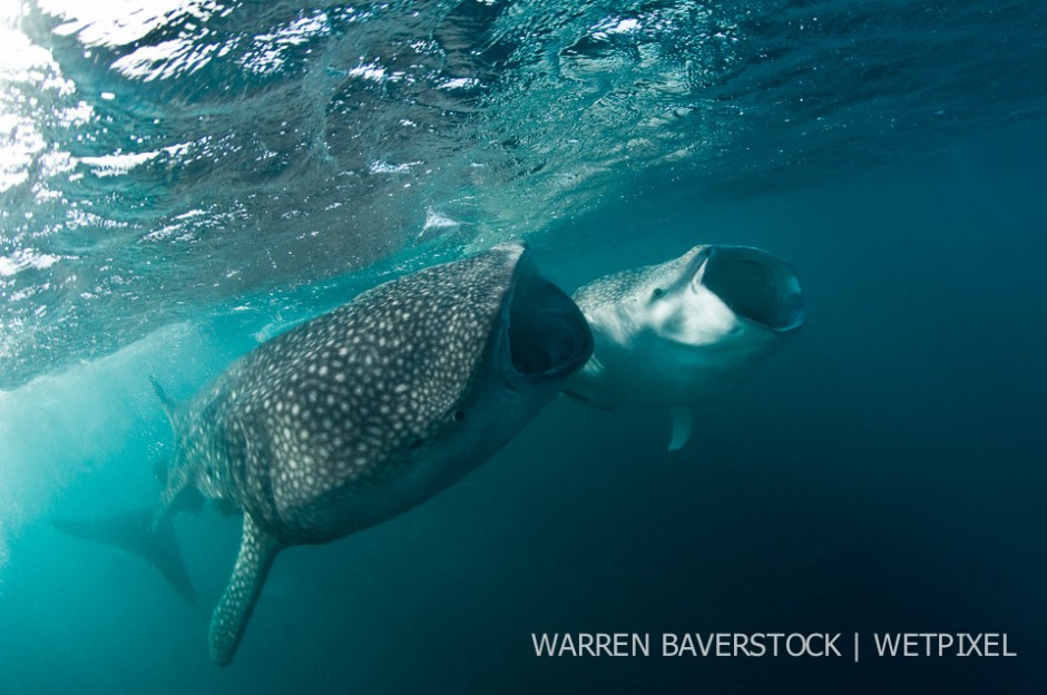 Competing For Food – an example of whale sharks following the same trail to a cloud of plankton.