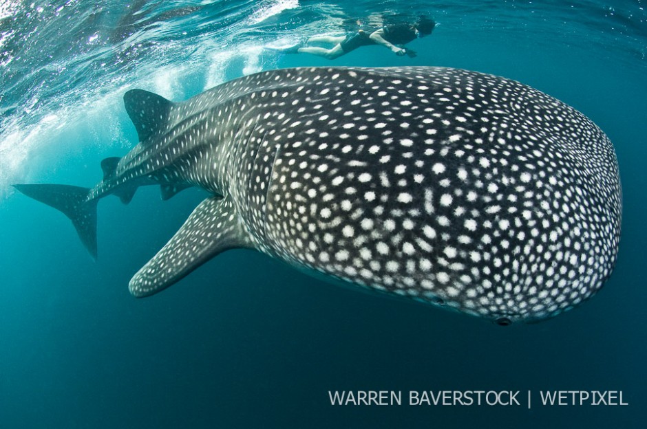 Whale Shark Research - ID – to find out more about these whale sharks, the Marine Conservation Society Seychelles visit Djibouti annually where over 2 to 3 weeks they identify and record individuals using photographic records and I3S software.
