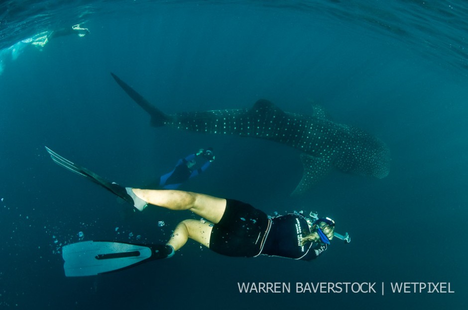 Whale Shark Research – ID – MCSS have developed a huge library of data over the years – he is another example of data recording using laser technology to measure whale shark length.
