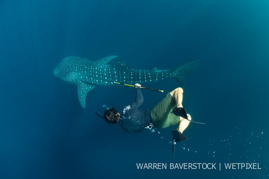 Whale shark research.