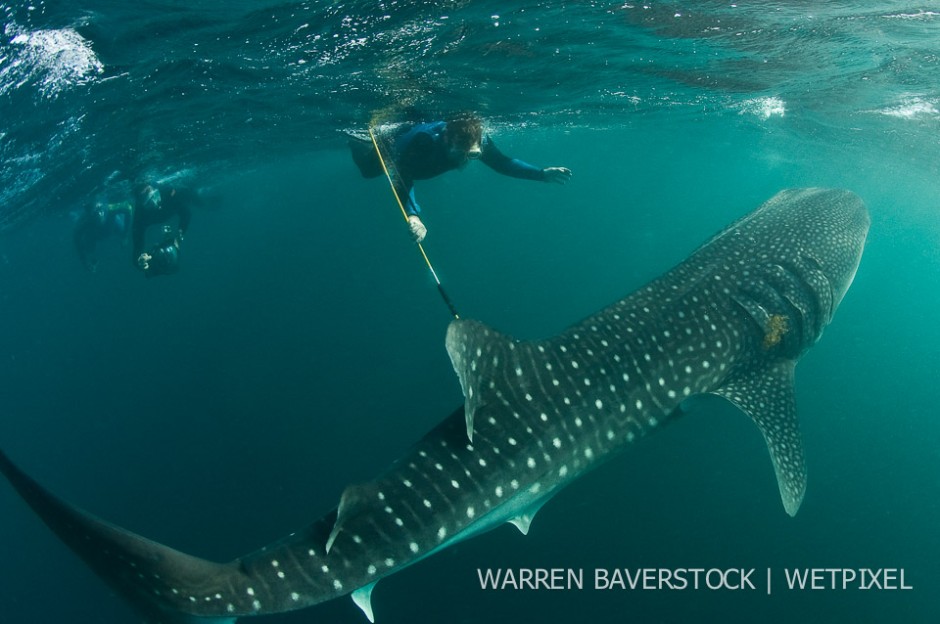 Whale Shark Research - Satellite Tagging is an invaluable tool to learn more about these mysterious sharks.