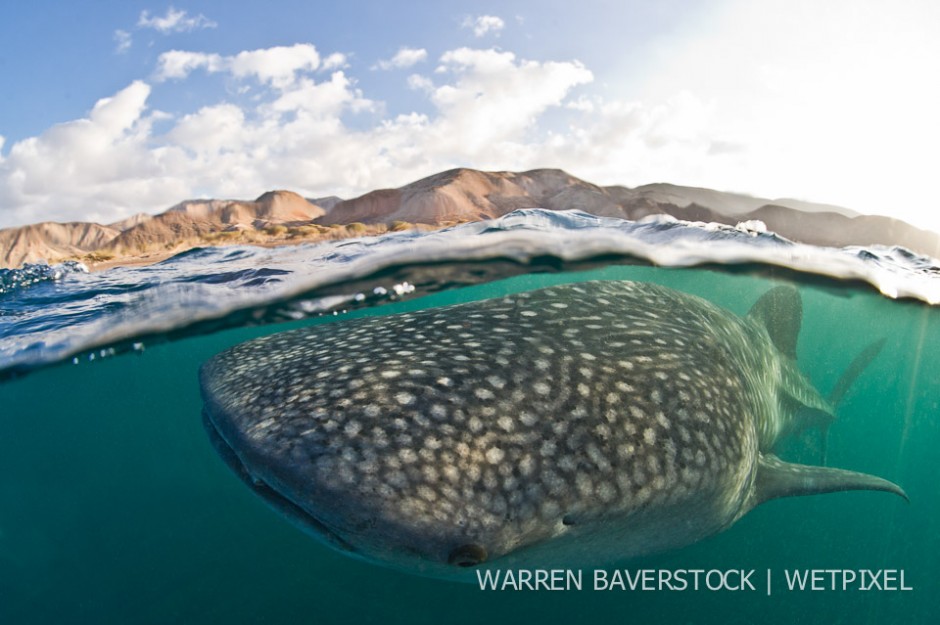 Ram Feeding Giants of Djibouti – the whale sharks of Djibouti….