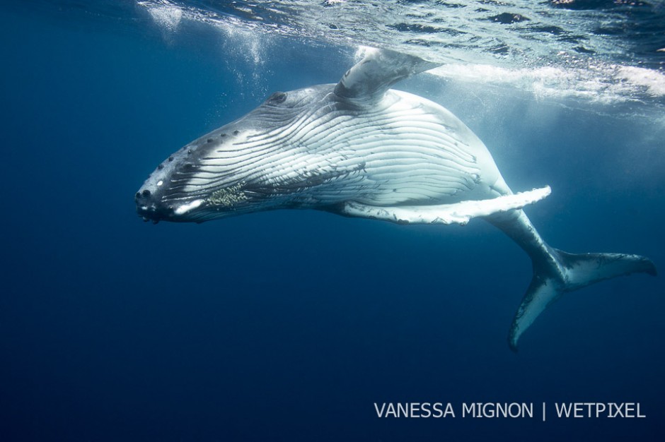 10. Humpback calves are very playful, breaching and rolling in the water, often at close range