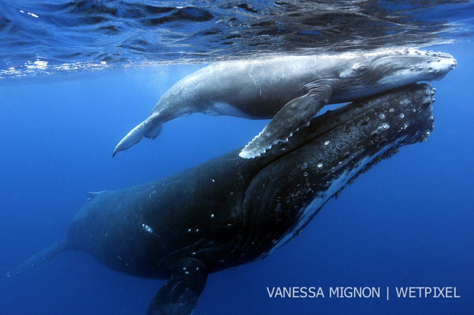 The bond between a mother and her calf is strong and tender. Humpback mothers show the deepest commitment to their babies by travelling from Antarctica so that they can give birth and nurse their babies in warm water.