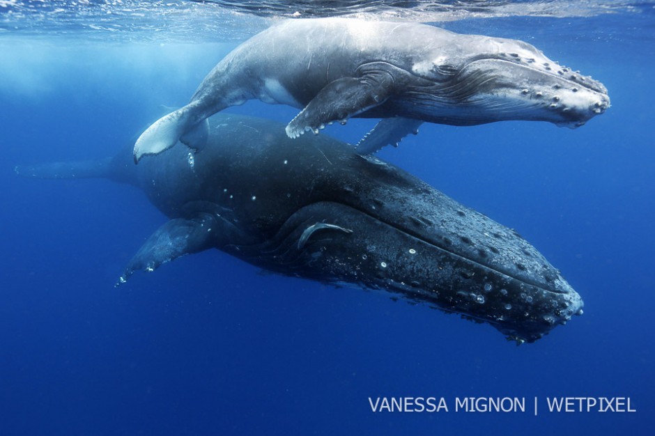 14. Humpbacks were hunted to the brink of extinction, and the Tongan population has not recovered as well as some of the other humpback populations worldlwide.