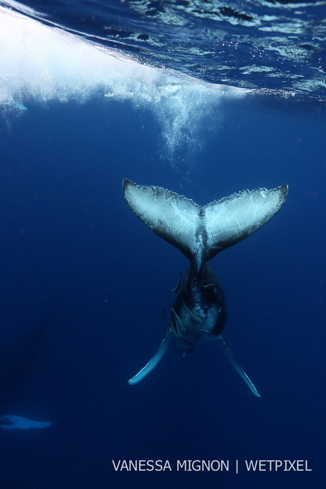 3. Humpbacks are identified thanks to their unique markings on the underside of the tail flukes. These markings are similar to our fingerprints and no two are the same.