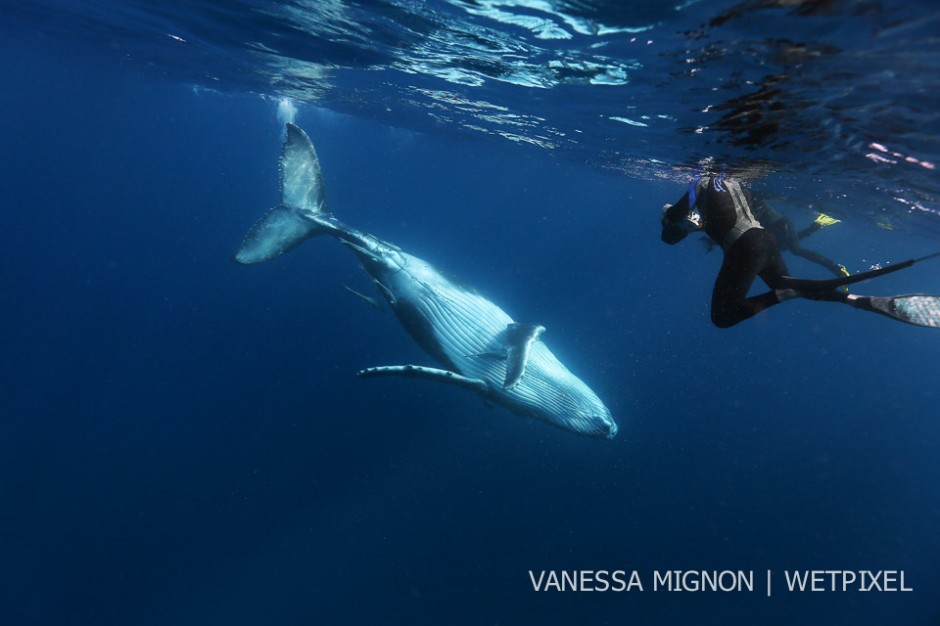4. There are strict regulations in place in Tonga to swim with the whales; Only 4  snorkelers + a guide are allowed in the water at any time with the whales.