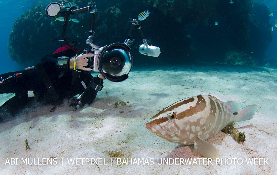 Stephen Frink photographing a friendly Nassau grouper (*Epinephelus striatus*). 