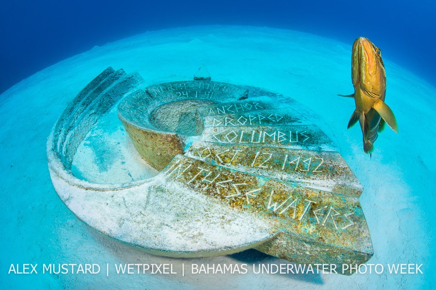 A Nassau grouper (*Epinephelus striatus*) swims over an underwater sculpture in memory of Christopher Columbus. San Salvador Island, Bahamas.