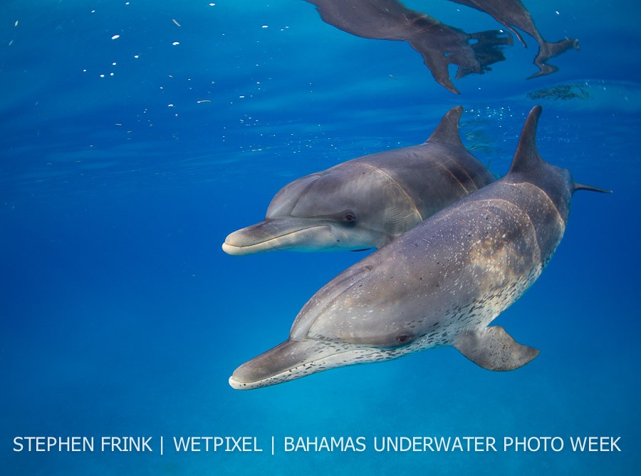 Spotted dolphins (*Stenella frontalis*) at Bimini, Bahamas.