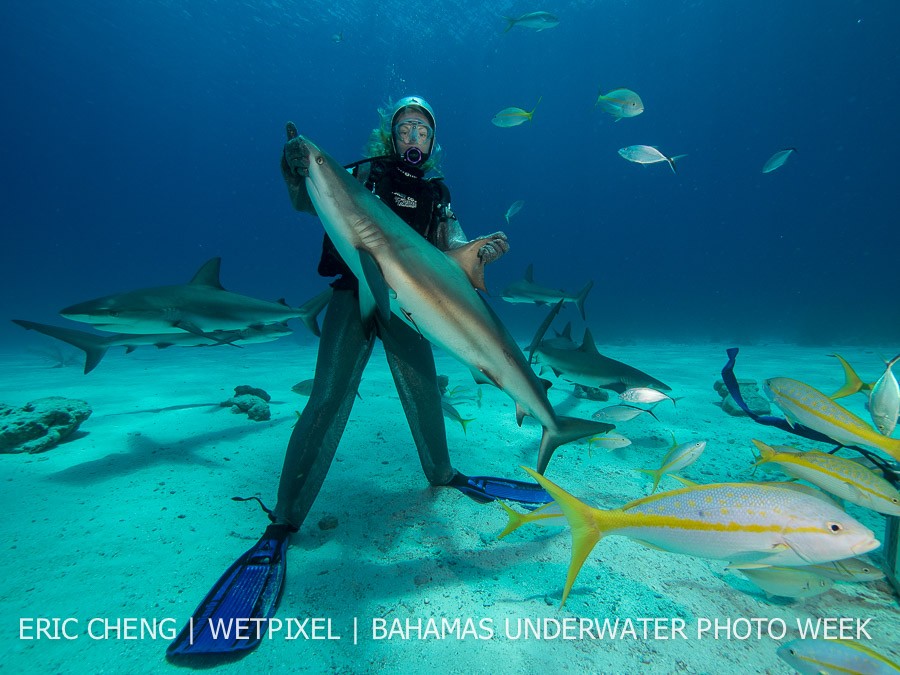 Diving with Caribbean reef sharks (*Carcharhinus perezi*) and wrangler at New Providence, Bahamas.
