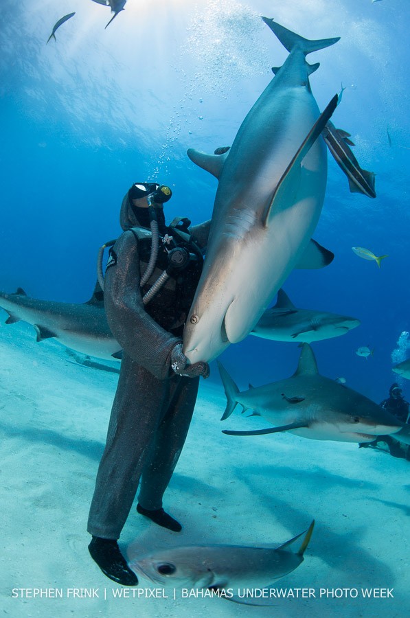 Cristina Zenato puts a shark into clonic mobility at Shark Junction, Grand Bahama.
