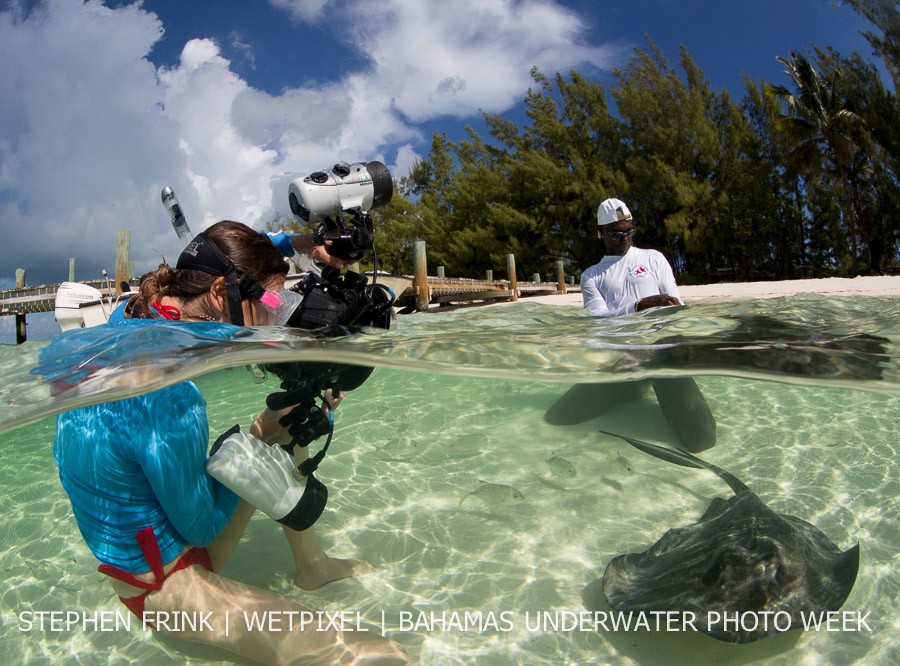 Sting ray feeding at the Abacos, Bahamas.