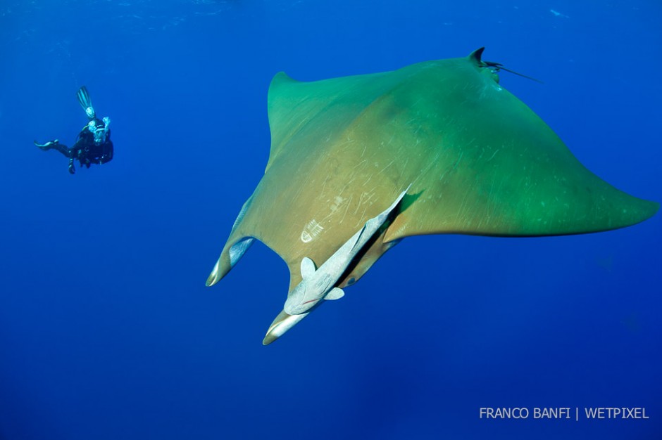 Scuba diver with Chilean devil ray, (*Mobula tarapacana*), Santa Maria Island, Azores, Portugal, Atlantic Ocean.