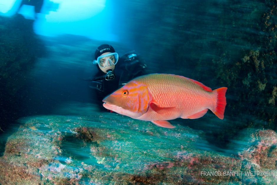 Scuba diver and Red hogfish, (*Bodianus scrofa*), Santa Maria Island, Azores, Atlantic Ocean.