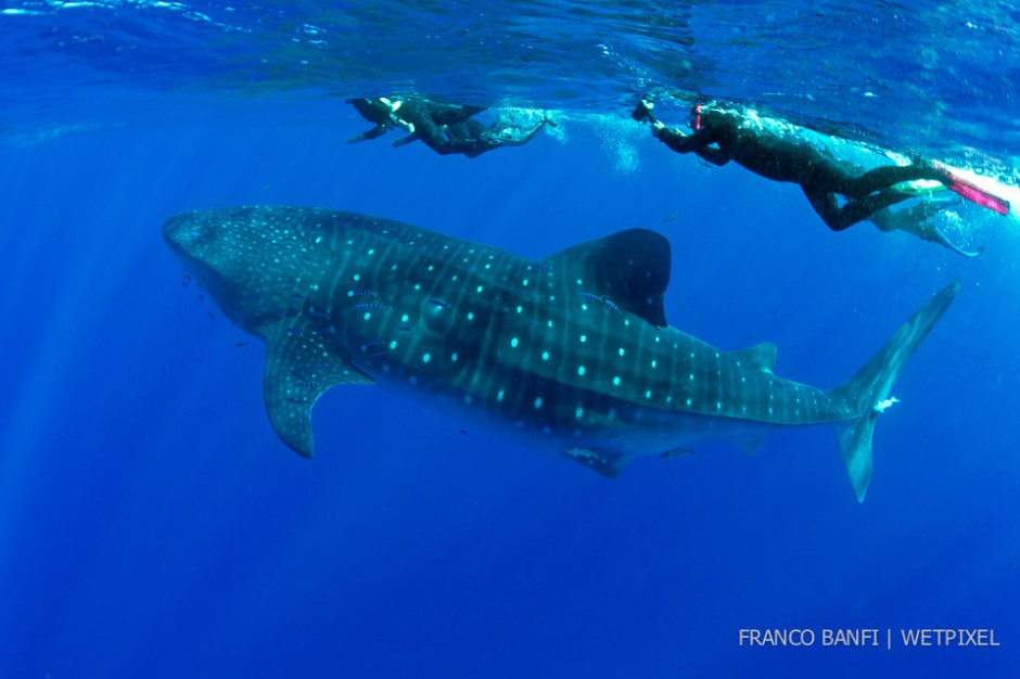 Snorkelers and whale shark, (*Rhincodon typus*), Santa Maria Island, Azores, Portugal, Atlantic Ocean.