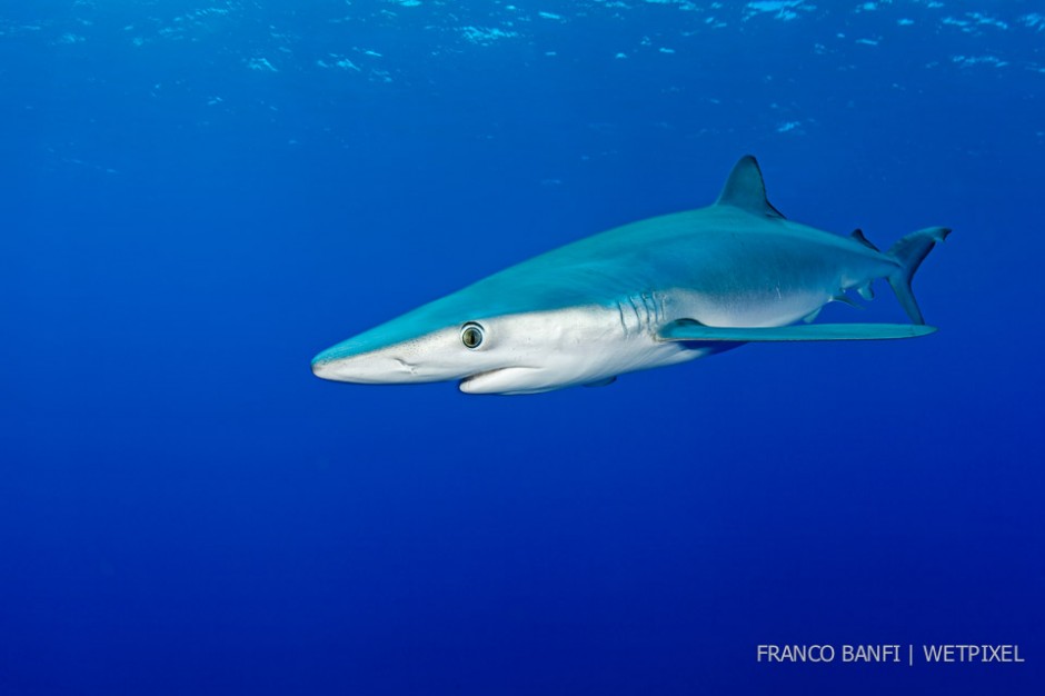 Blue shark, (*Prionace glauca*),  Santa Maria, Azores, Portugal, Atlantic Ocean.