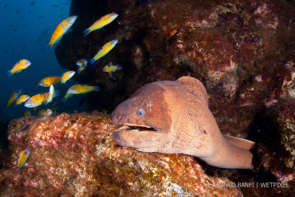 Brown moray eel, (*Gymnothorax unicolor*),  Santa Maria Island, Azores, Atlantic Ocean.