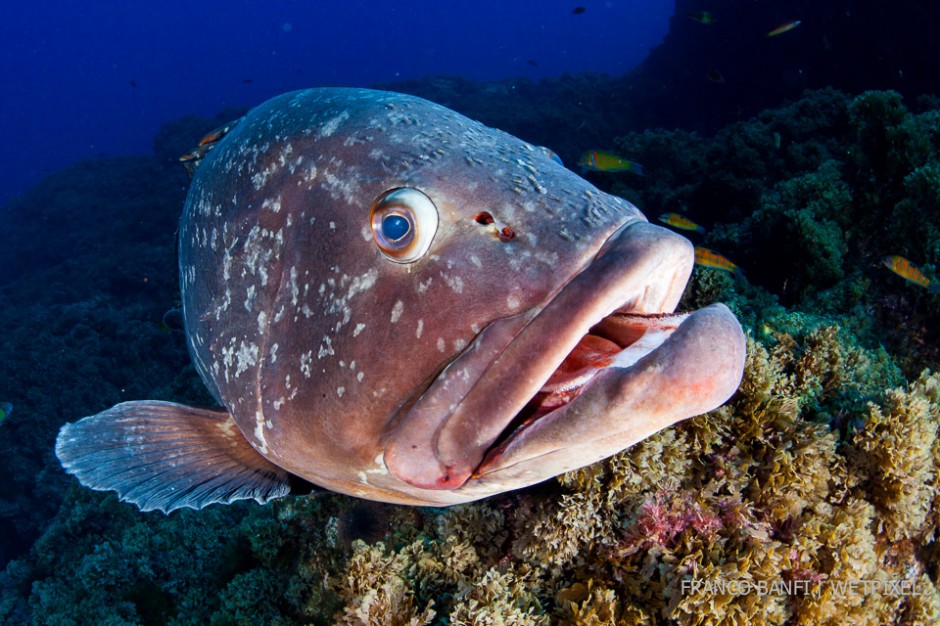 Dusky grouper, (*Epinephelus marginatus*), Formigas Islet dive site, 27 miles northeast of Santa Maria Island, Azores, Atlantic Ocean.