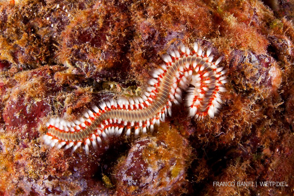 Fire worm, (*Hermodice carunculata*), Santa Maria Island, Azores, Portugal.