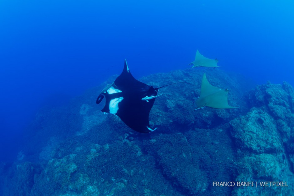 Giant Manta Ray, (*Manta birostris*) and two Chilean devil ray, (*Mobula tarapacana*), Formigas Islet dive site, 27 miles northeast of Santa Maria Island, Azores.