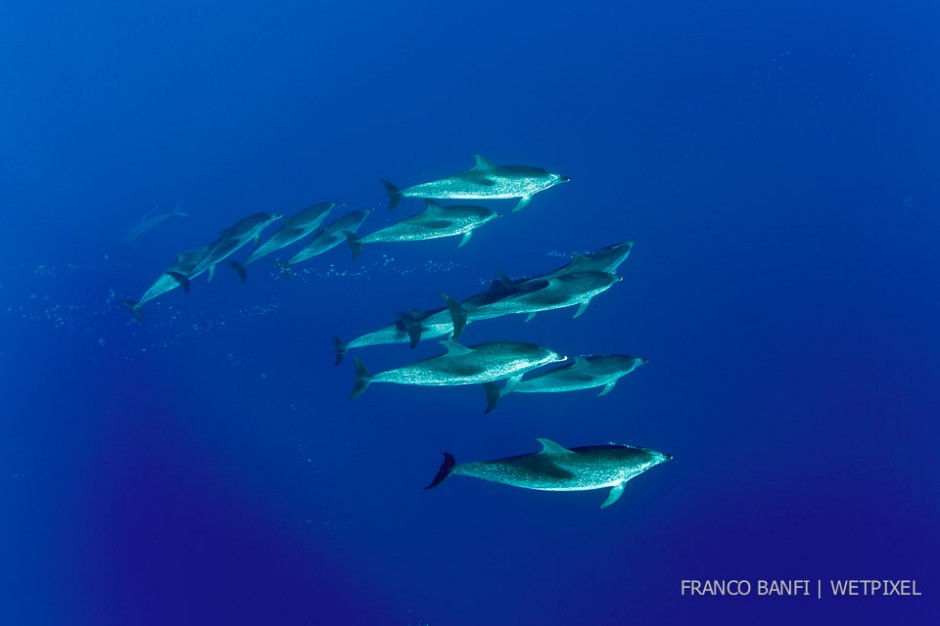 Large group of Atlantic spotted dolphins, (*Stenella frontalis*), Formigas Islet dive site, 27 miles northeast of Santa Maria Island, Azores.