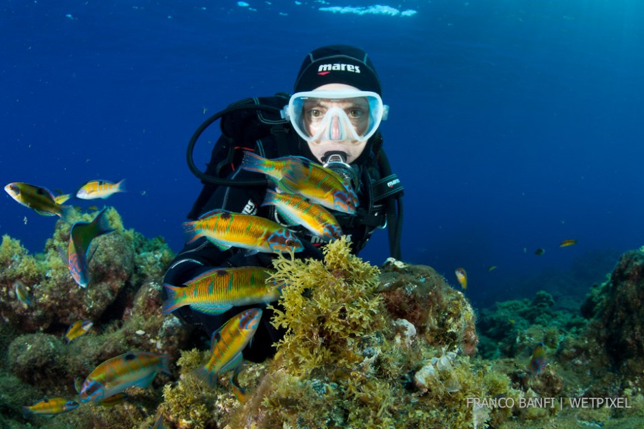 Scuba diver with shoal of Ornate wrasse, (*Thalassoma pavo*), Santa Maria Island, Azores, Portugal.