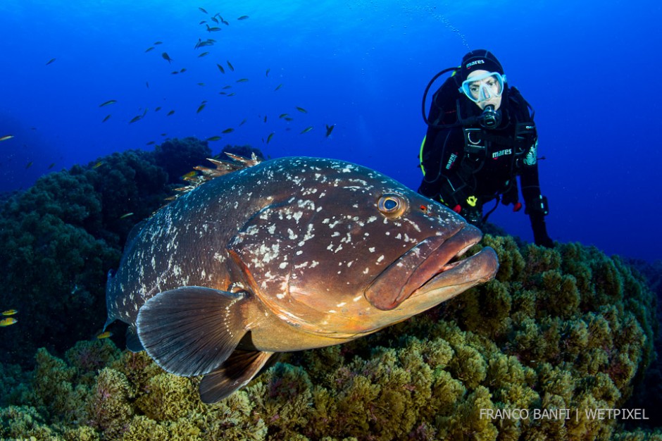 Scuba diver with Dusky grouper, (*Epinephelus marginatus*), Formigas Islet dive site, 27 miles northeast of Santa Maria Island, Azores.