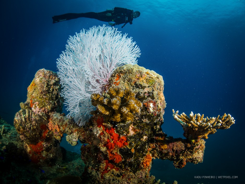 Diver models with coral encrusted wreck structure.