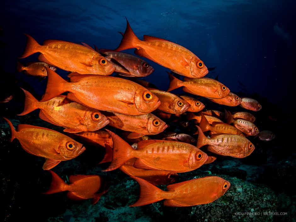 A group of crescent-tail bigeye (*Priacanthus hamrur*). 
