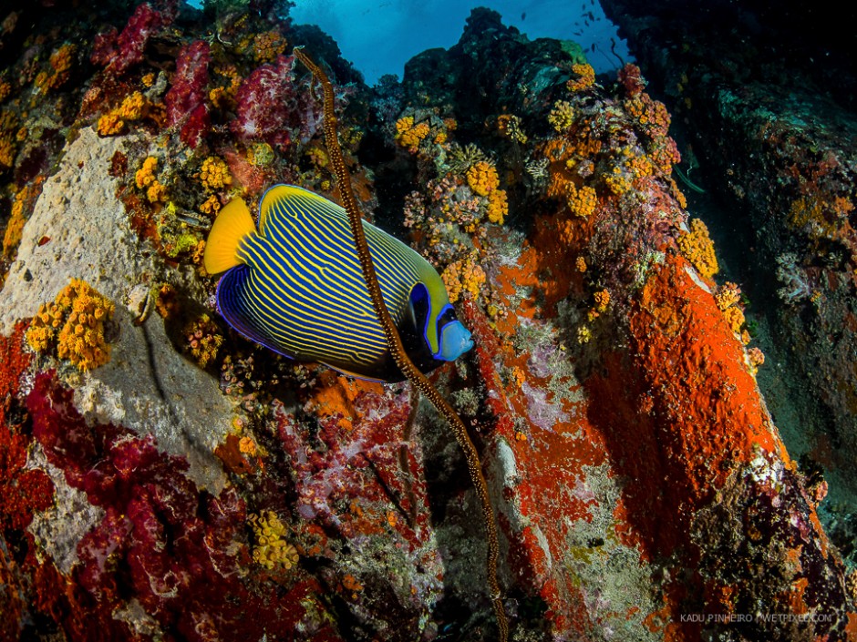 Imperial angelfish (*Pomacanthus imperator*) amidst soft corals.