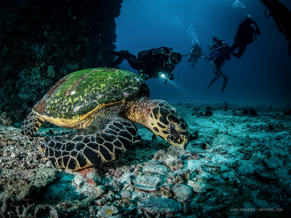Hawksbill turtle (*Eretmochelys imbricata*) and divers.