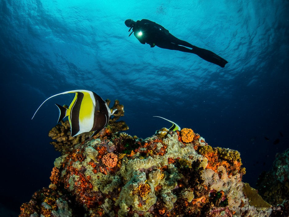 Signature fish of the Indian Ocean, the Moorish idol
(*Zanclus cornutus*) are viewed by a diver.