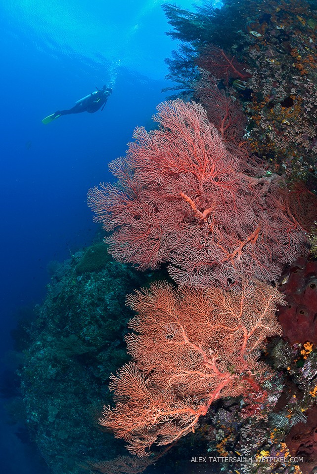 Gorgonian fans, a richness of which I have never seen, on Baby Rock, Misool. Nauticam NA-D750, Sigma 15mm, 140mm minidome.